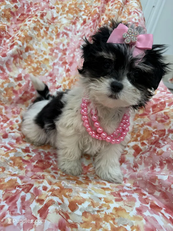 Pepper  – Bichon Frise, Shih Tzu puppy for sale in Merritt Island, FL