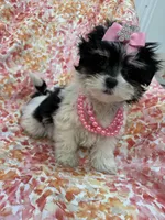 Pepper , a female Bichon Frise and Shih Tzu for sale in Merritt Island, FL – Photo 1 of 10