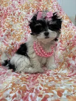 Pepper , a female Bichon Frise and Shih Tzu for sale in Merritt Island, FL – Photo 8 of 10