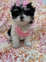 Pepper , a female Bichon Frise and Shih Tzu for sale in Merritt Island, FL – Photo 3 of 10