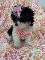 Pepper , a female Bichon Frise and Shih Tzu for sale in Merritt Island, FL – Photo 2 of 10