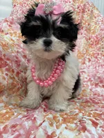 Pepper , a female Bichon Frise and Shih Tzu for sale in Merritt Island, FL – Photo 7 of 10