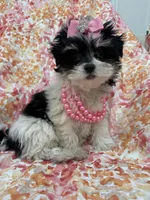 Pepper , a female Bichon Frise and Shih Tzu for sale in Merritt Island, FL – Photo 4 of 10