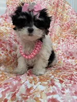 Pepper , a female Bichon Frise and Shih Tzu for sale in Merritt Island, FL – Photo 5 of 10