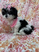 Pepper , a female Bichon Frise and Shih Tzu for sale in Merritt Island, FL – Photo 9 of 10