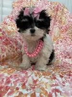 Pepper , a female Bichon Frise and Shih Tzu for sale in Merritt Island, FL – Photo 6 of 10