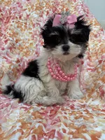 Pepper , a female Bichon Frise and Shih Tzu for sale in Merritt Island, FL – Photo 10 of 10