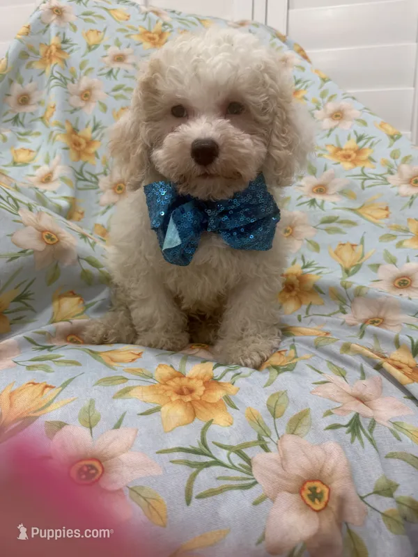 Remi  – Maltipoo puppy for sale in Merritt Island, FL