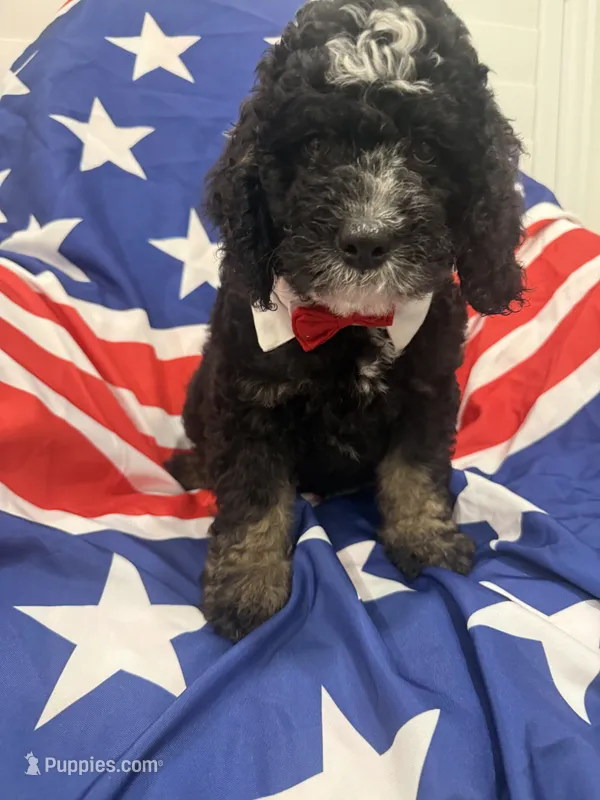 Pepper  – Bernedoodle puppy for sale in Merritt Island, FL