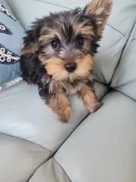 Teddy , a male Yorkshire Terrier for sale in Merritt Island, FL – 2 of 4