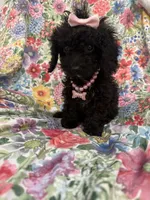 Pepper , a female Poodle - Toy  and Cavachon for sale in Merritt Island, FL – 6 of 8