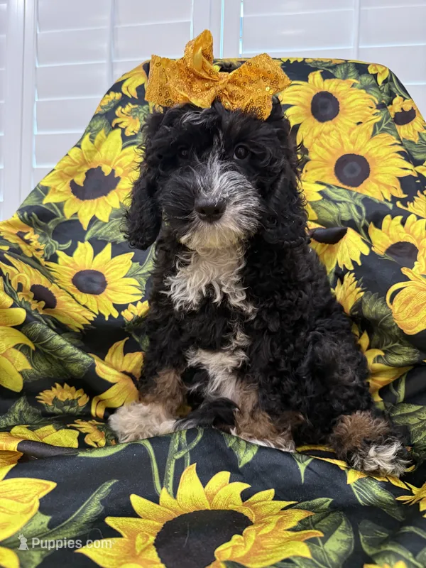 Bella  – Miniature Bernedoodle puppy for sale in Merritt Island, FL