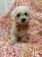 Scooter , a male Bichon Frise for sale in Merritt Island, FL – 4 of 6