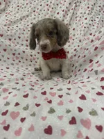 Nathan , a male Miniature Dachshund for sale in Merritt Island, FL – 10 of 10