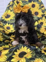 Violet , a female Miniature Bernedoodle for sale in Merritt Island, FL – 2 of 8