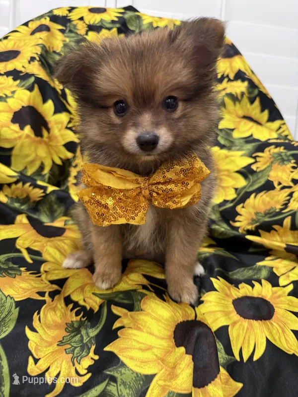 Koda  – Pomeranian puppy for sale in Merritt Island, FL