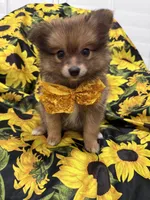 Koda , a male Pomeranian for sale in Merritt Island, FL – 1 of 10