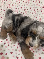 Merlin , a male Miniature Bernedoodle for sale in Merritt Island, FL – 10 of 10