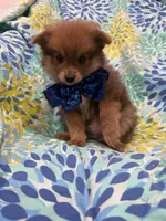 p, a male Pomeranian for sale in Merritt Island, FL – 4 of 9