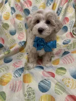 Bailey , a male Maltipoo for sale in Merritt Island, FL – Photo 9 of 10