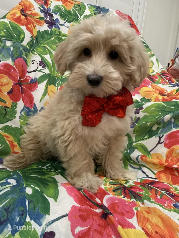 Bailey  – Maltipoo puppy for sale in Merritt Island, FL