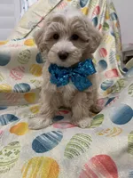 Bailey , a male Maltipoo for sale in Merritt Island, FL – Photo 6 of 10
