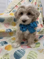 Bailey , a male Maltipoo for sale in Merritt Island, FL – Photo 4 of 10
