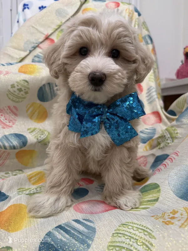 Bailey  – Maltipoo puppy on hold in Merritt Island, FL