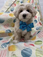 Bailey , a male Maltipoo for sale in Merritt Island, FL – Photo 3 of 10