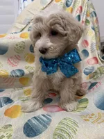 Bailey , a male Maltipoo for sale in Merritt Island, FL – Photo 5 of 10