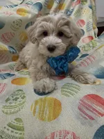 Bailey , a male Maltipoo for sale in Merritt Island, FL – Photo 2 of 10