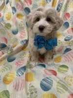 Bailey , a male Maltipoo for sale in Merritt Island, FL – Photo 8 of 10