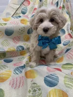 Bailey , a male Maltipoo for sale in Merritt Island, FL – Photo 7 of 10