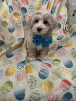 Bailey , a male Maltipoo for sale in Merritt Island, FL – Photo 10 of 10