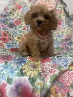 Scarlett, a female Poodle - Miniature  and Cavachon for sale in Merritt Island, FL – 10 of 10