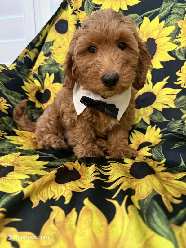 Cooper – Goldendoodle puppy for sale in Merritt Island, FL