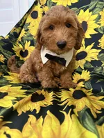 Cooper, a male Goldendoodle for sale in Merritt Island, FL – 1 of 8