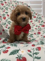 Cooper , a male Poodle - Miniature  and Cavachon for sale in Merritt Island, FL – 4 of 10