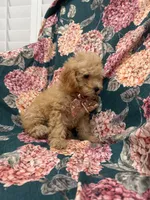 Oakley , a male Poodle - Miniature  for sale in Merritt Island, FL – 2 of 8