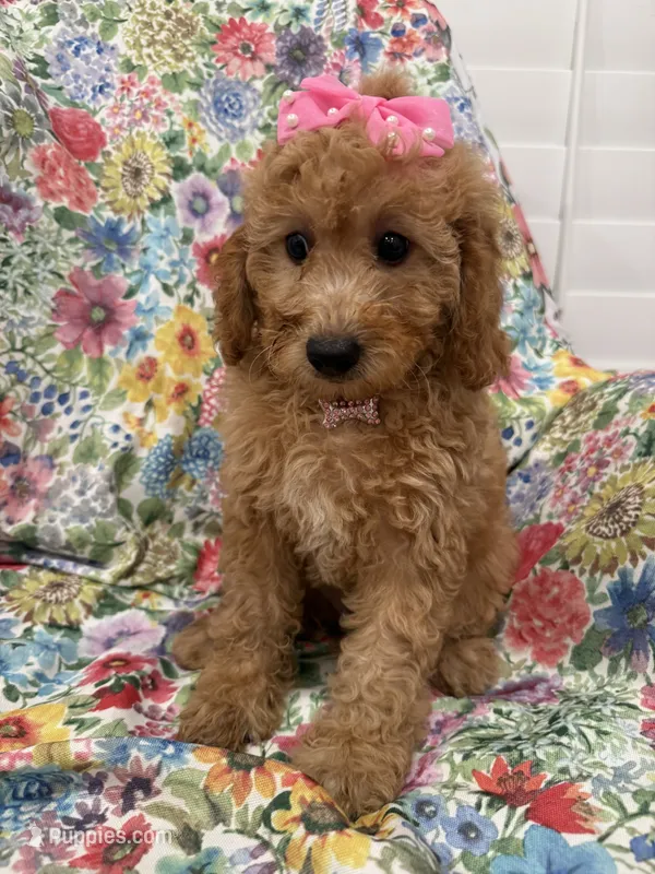 Madison  – Goldendoodle puppy for sale in Merritt Island, FL