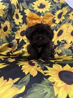Jade , a female Shihpoo for sale in Merritt Island, FL – 10 of 10