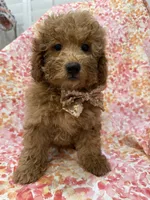 Oakley , a male Goldendoodle for sale in Merritt Island, FL – 6 of 10