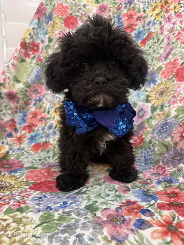 Oreo  – Shihpoo puppy on hold in Merritt Island, FL