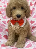 Simba , a male Poodle - Miniature  for sale in Merritt Island, FL – 2 of 10