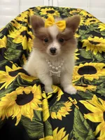 Paige , a female Pomeranian for sale in Merritt Island, FL – 9 of 10