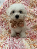 Scooter , a male Bichon Frise for sale in Merritt Island, FL – 3 of 6