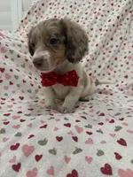 Nathan , a male Miniature Dachshund for sale in Merritt Island, FL – 8 of 10
