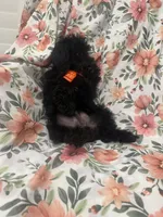 Inky , a male Yorkipoo for sale in Merritt Island, FL – 4 of 9