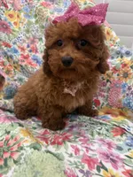Paris , a female Poodle - Miniature  for sale in Merritt Island, FL – 2 of 10