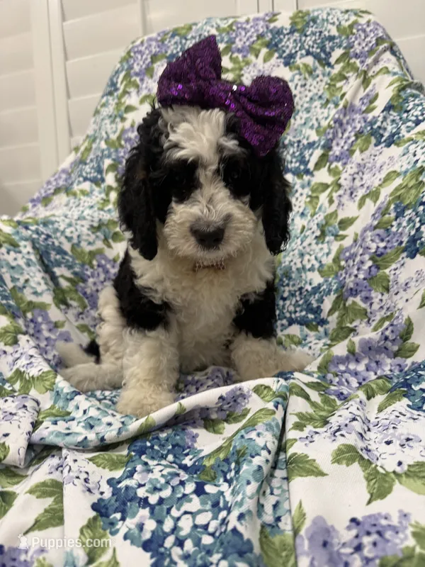 Izzy – Bernedoodle puppy for sale in Merritt Island, FL